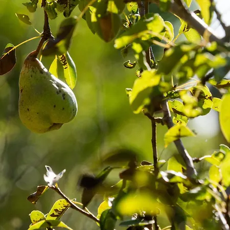 別荘 Castelo Geres - Exquisite Eco-cottage - Jacuzzi