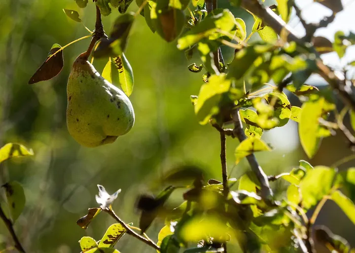 Дом отдыха Castelo Geres - Exquisite Eco-cottage - Jacuzzi
